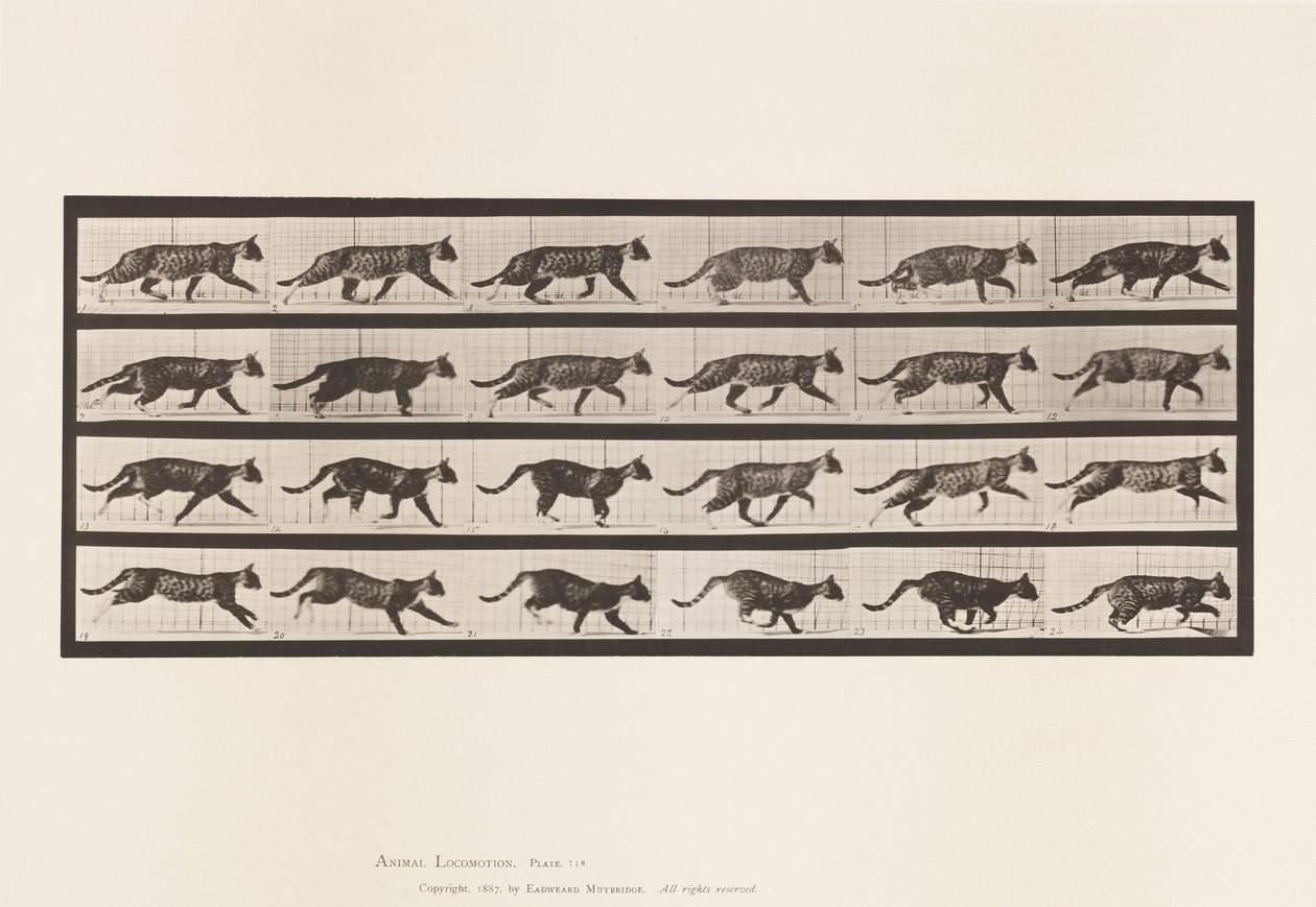 Placa 718. Gato; Trotando; Cambio a Galopar de Eadweard Muybridge