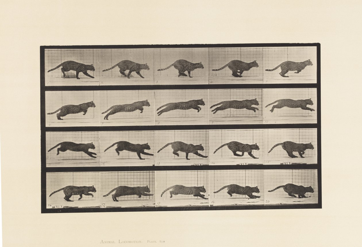 Placa 719. Gato; Galopando de Eadweard Muybridge