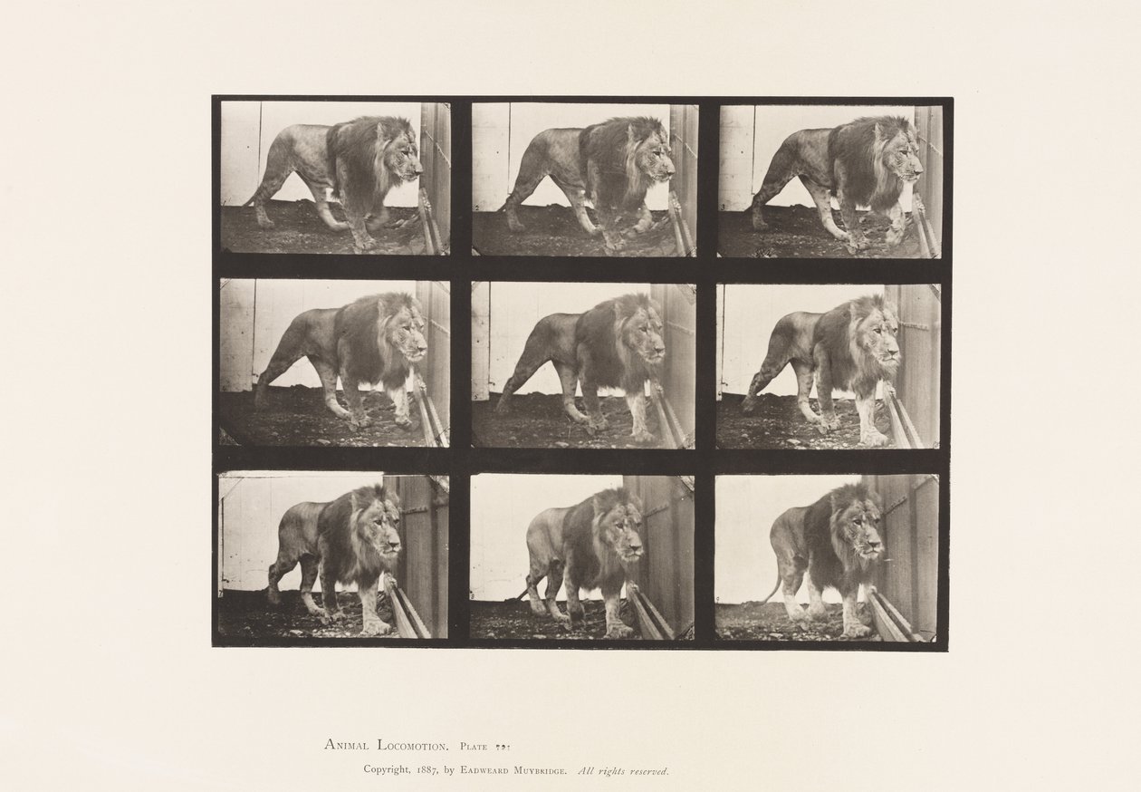 Placa 721. León; Caminando de Eadweard Muybridge