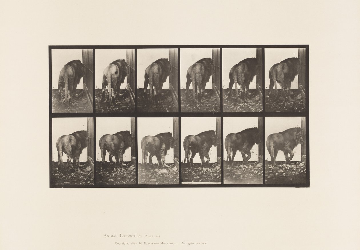Placa 724. León; Caminando, Girando de Eadweard Muybridge