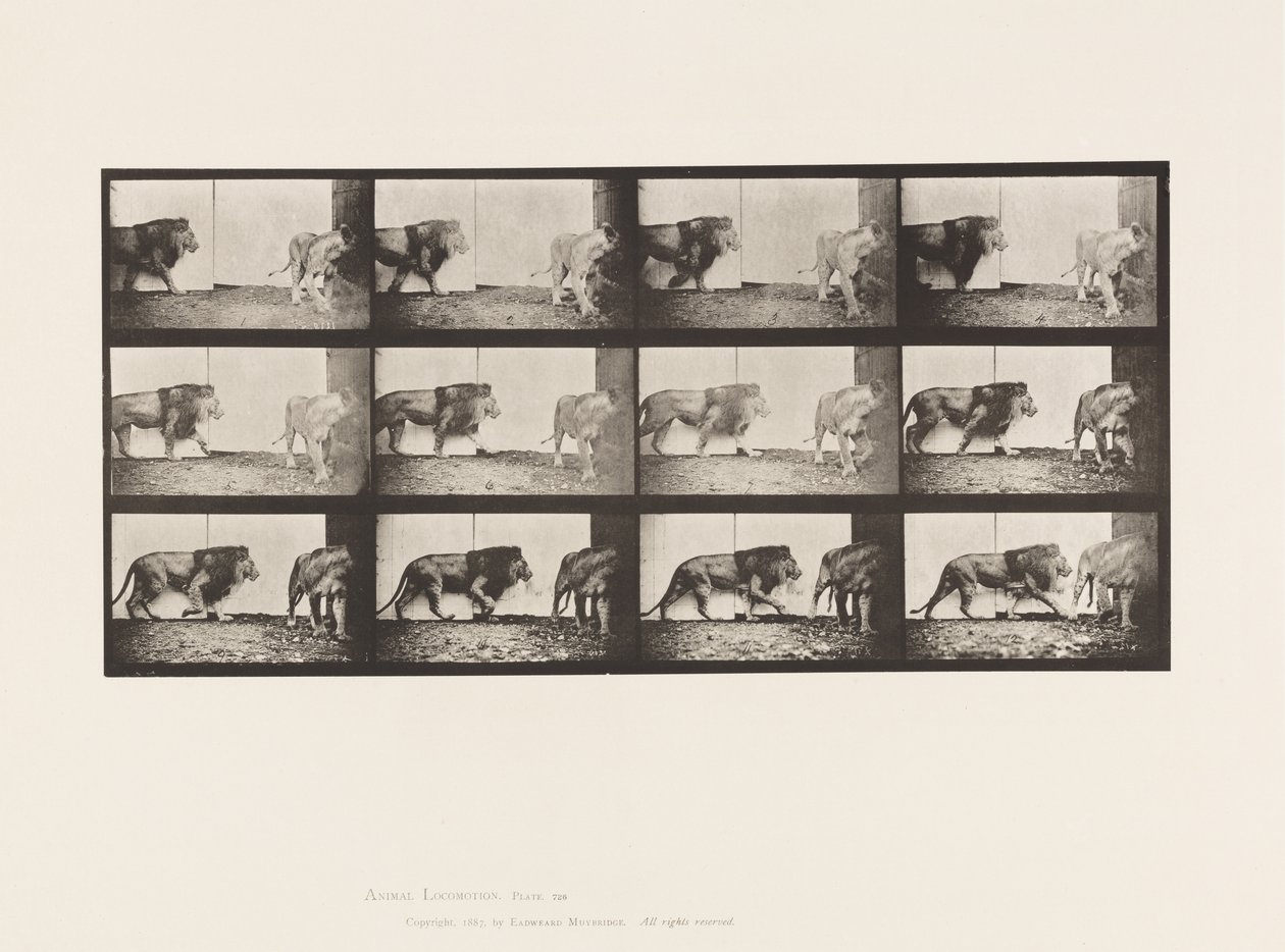 Placa 726. León y Leona; Caminando de Eadweard Muybridge