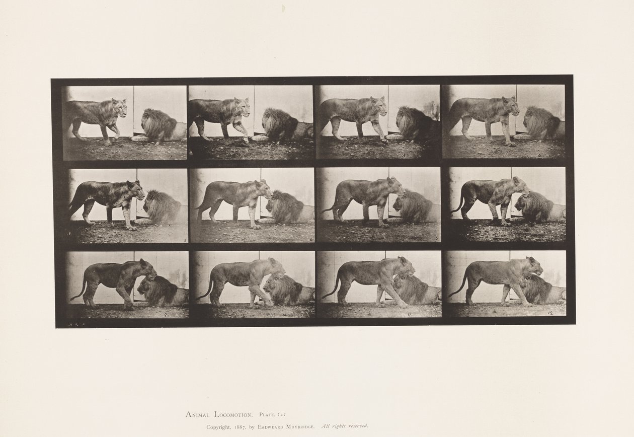 Placa 727. Leona; Caminando; León; Acostado de Eadweard Muybridge