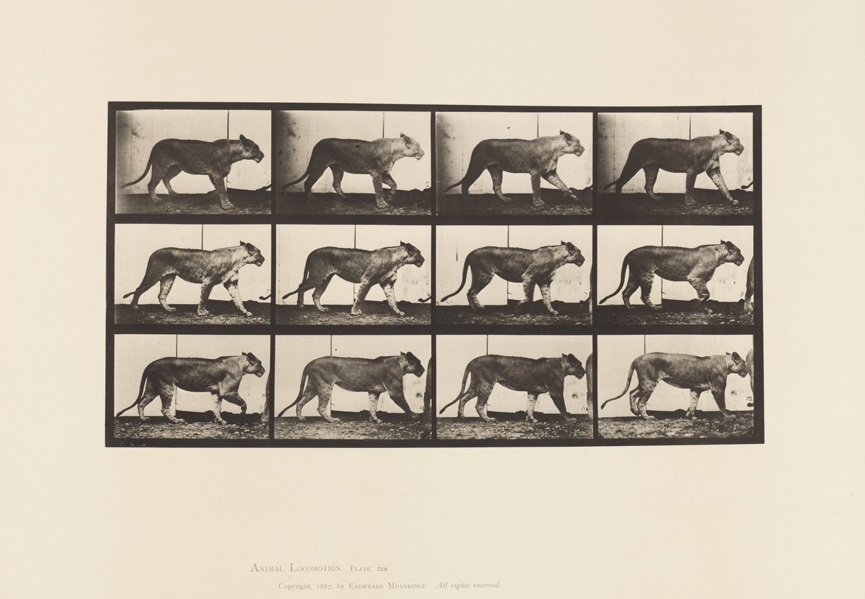 Placa 728. Leona; Caminando; León; Acostado de Eadweard Muybridge