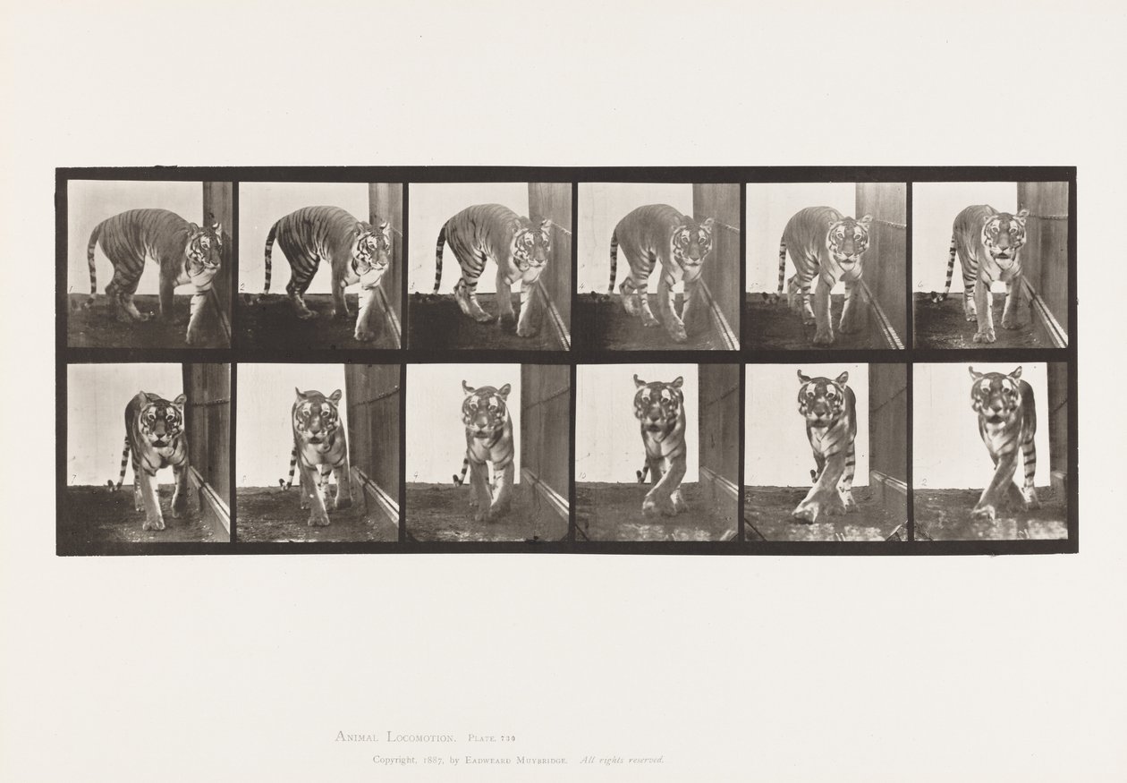 Placa 730. Tigresa; Caminando; Girando de Eadweard Muybridge