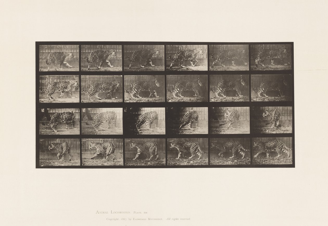 Placa 731. Jaguar; A, Caminando; B, Dándose la vuelta de Eadweard Muybridge