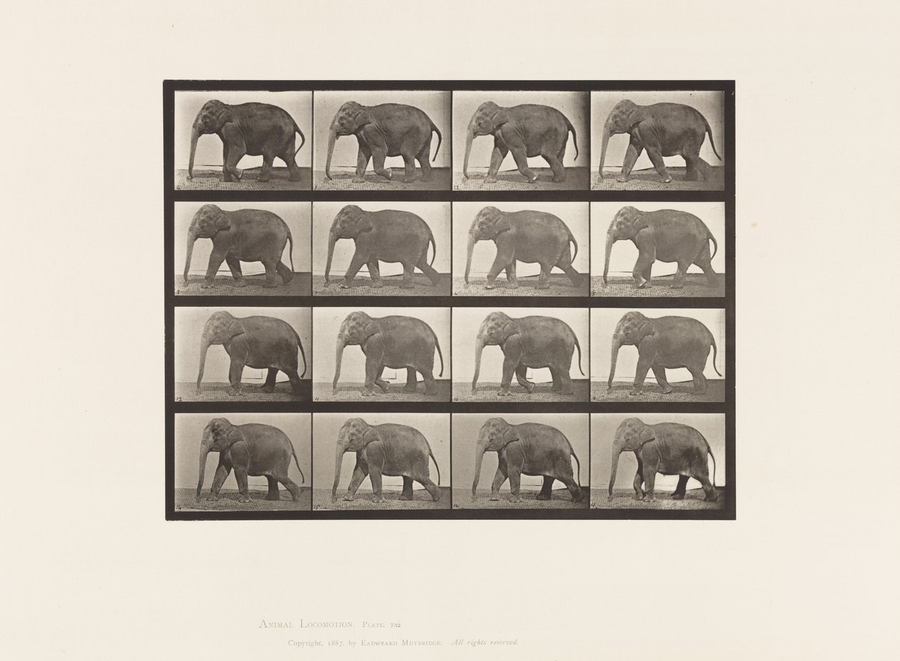 Placa 732. Elefante; Caminando de Eadweard Muybridge