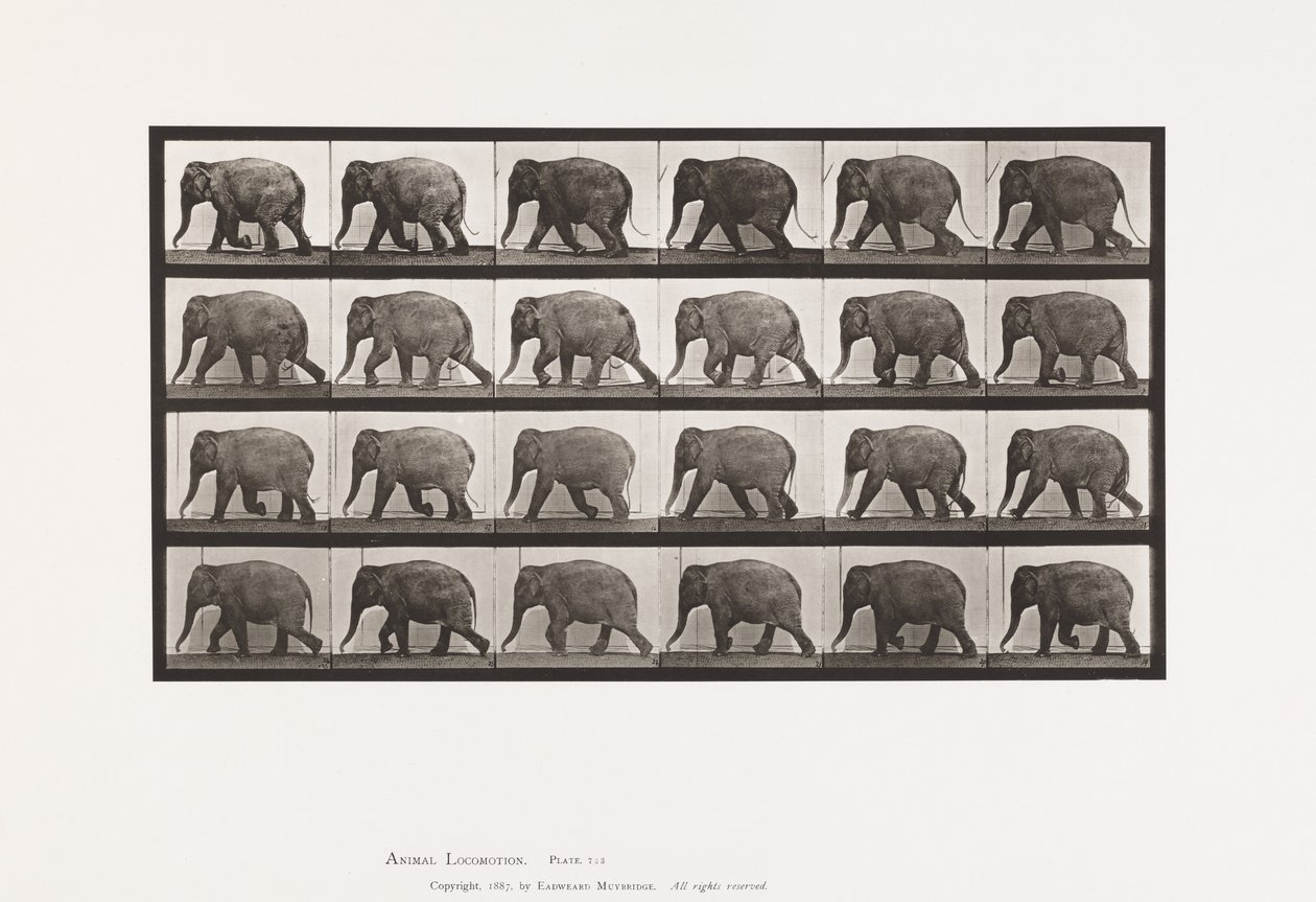Placa 733. Elefante; Caminando de Eadweard Muybridge