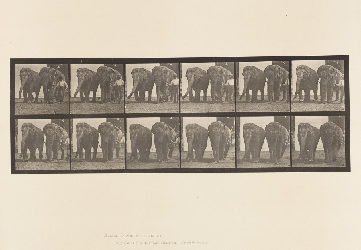 Placa 734. Elefantes; Dos, Caminando de Eadweard Muybridge