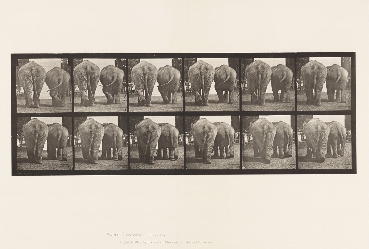 Placa 735. Elefantes; Dos, Caminando de Eadweard Muybridge