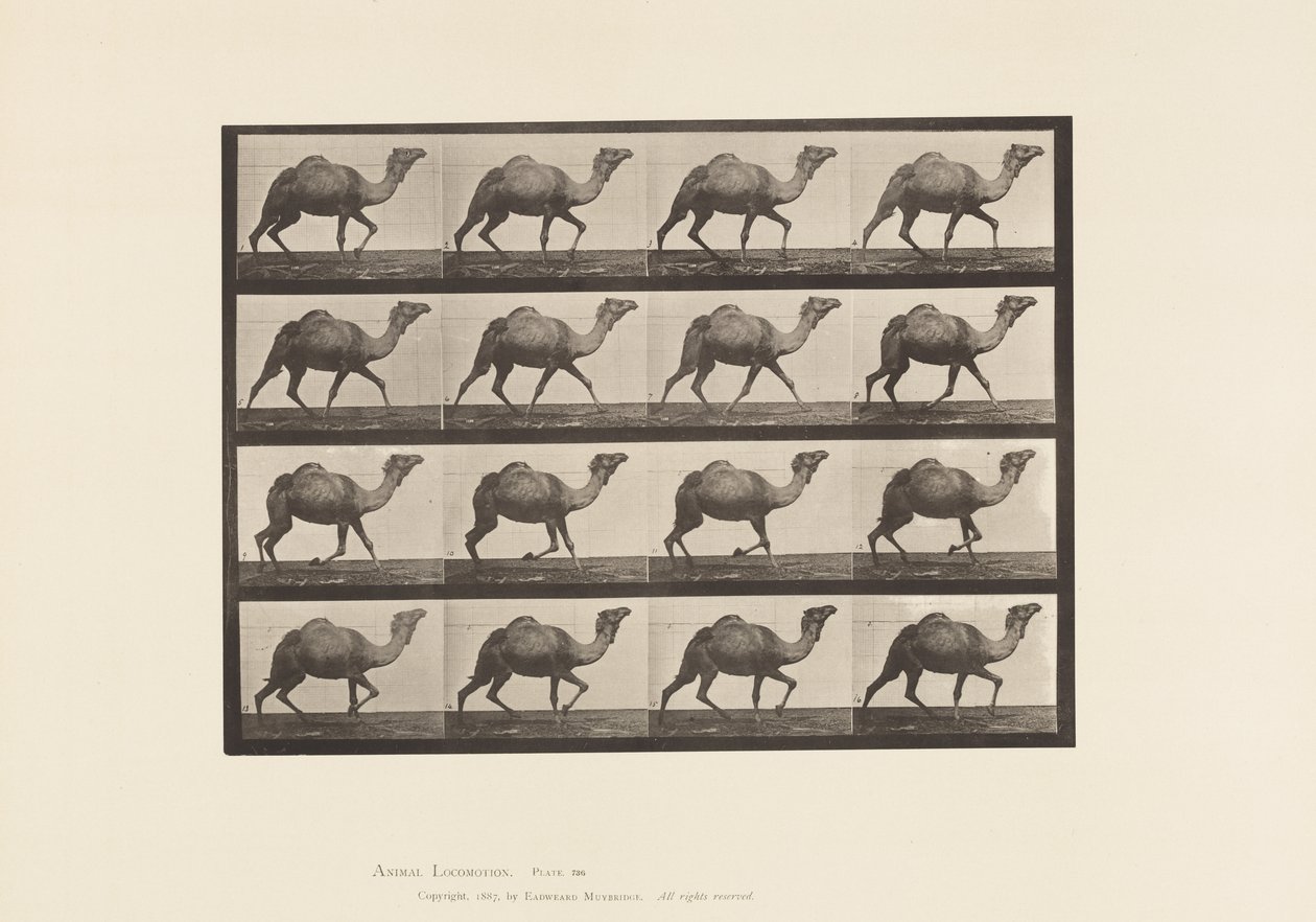 Placa 736. Camello egipcio; Andando de Eadweard Muybridge