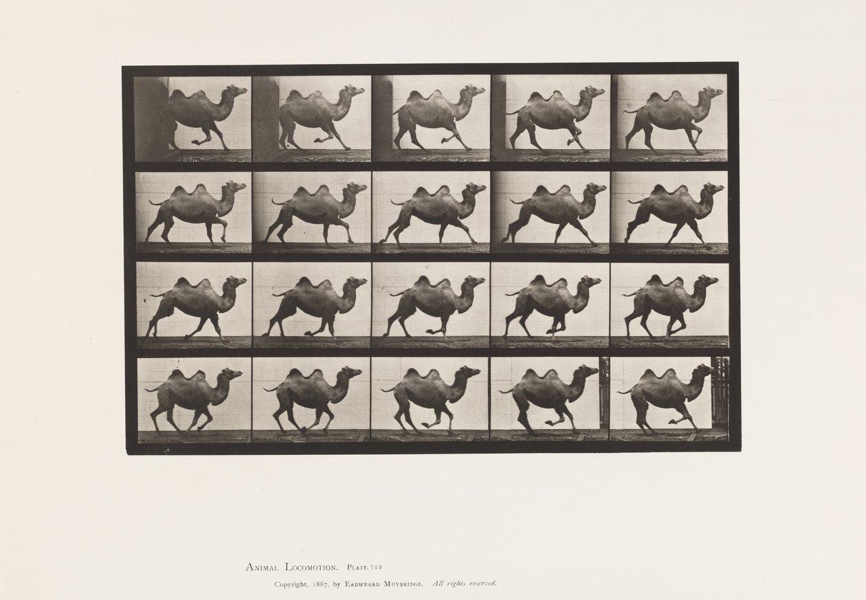 Placa 739. Camello bactriano; Galopando de Eadweard Muybridge