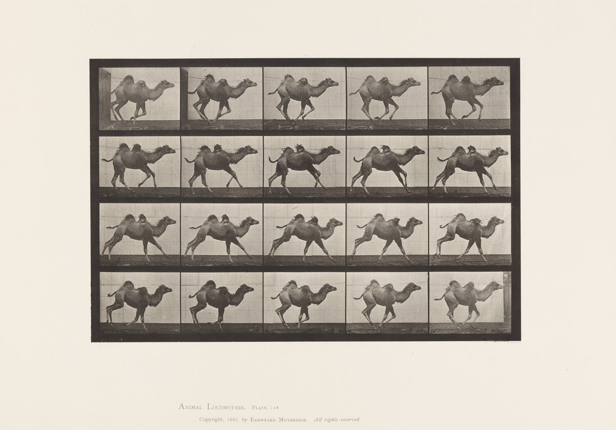 Placa 740. Camello Bactriano; (Joven), Galopando de Eadweard Muybridge