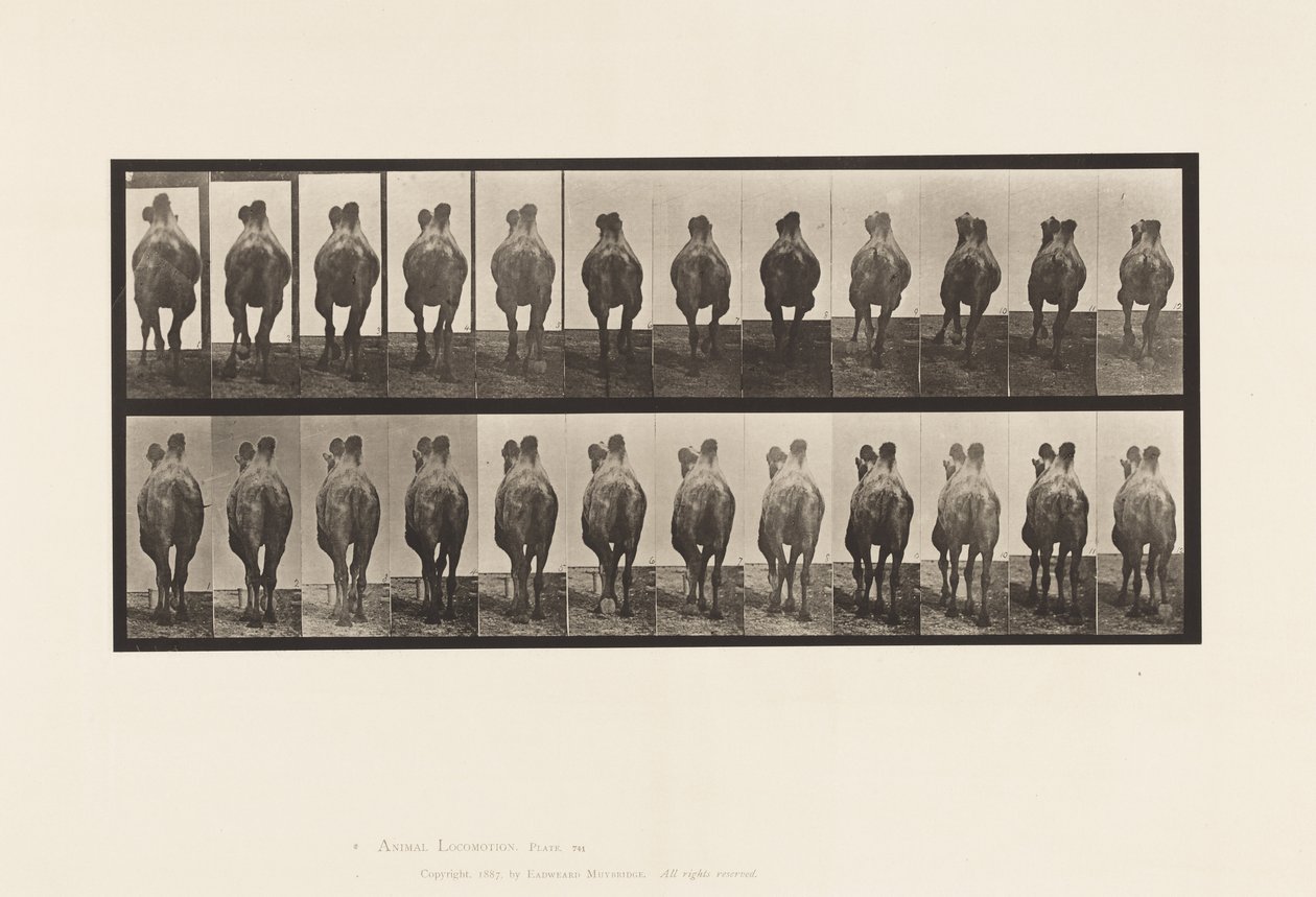 Placa 741. Camello bactriano; A, Caminando; B, Andando de Eadweard Muybridge