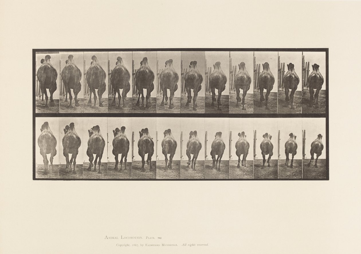 Placa 742. Camello bactriano; A, Andando; B, Galopando de Eadweard Muybridge