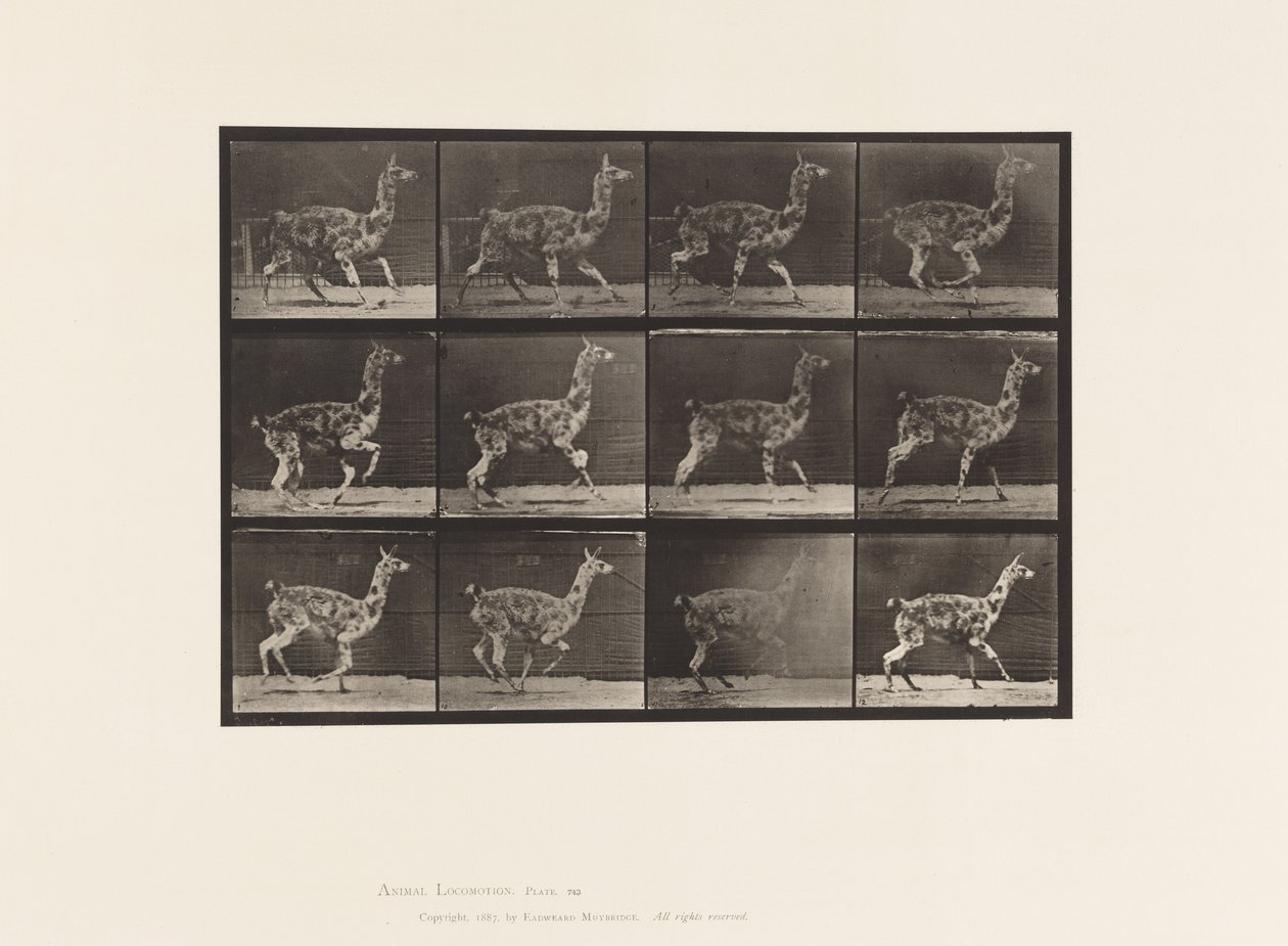 Placa 743. Guanaco; Galopando de Eadweard Muybridge
