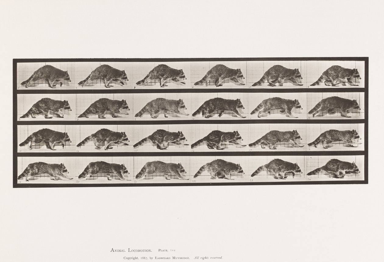 Placa 744. Mapache; Caminando; Cambio a Galopar de Eadweard Muybridge