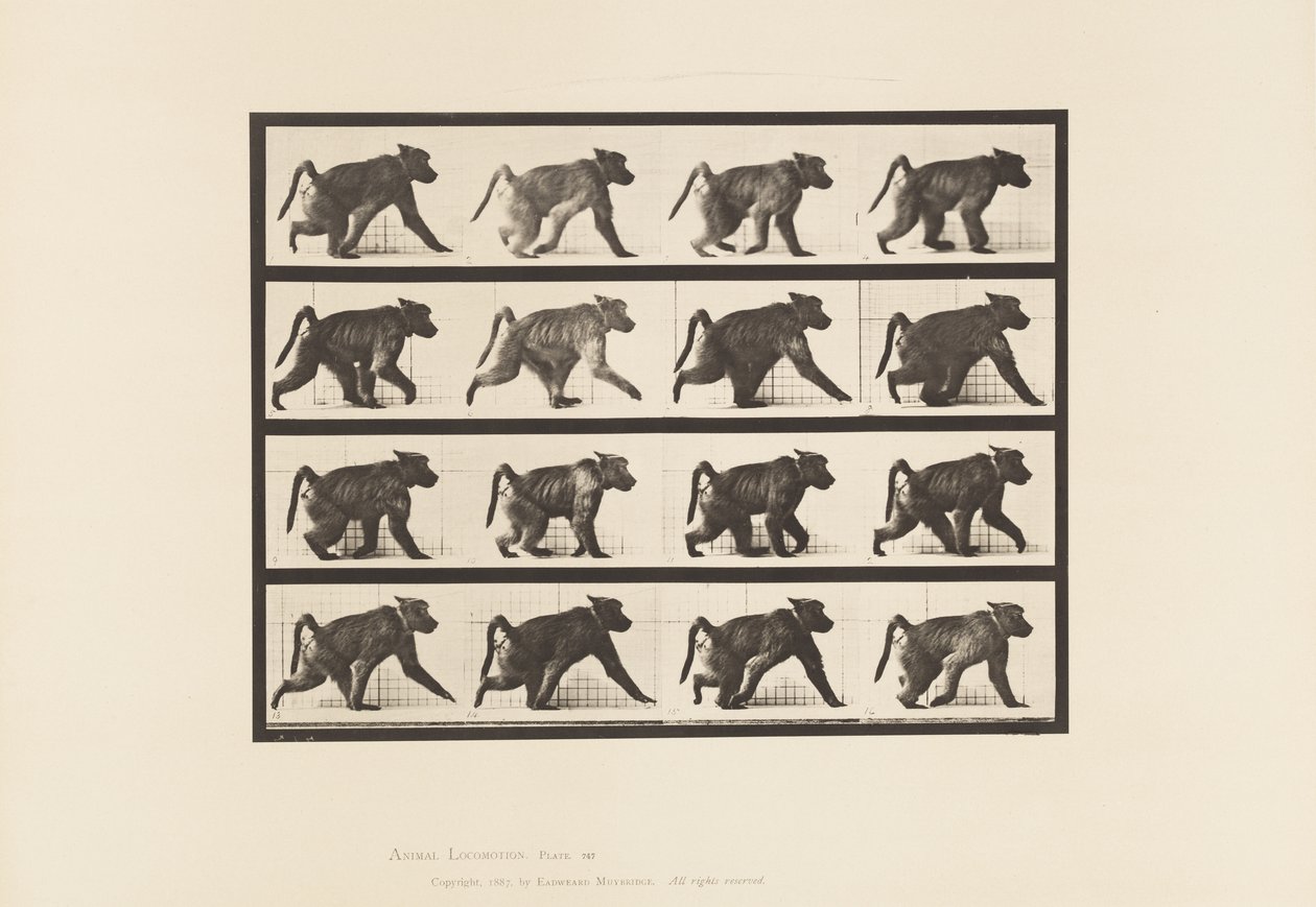 Placa 747. Babuino; Caminando en Cuatro Patas de Eadweard Muybridge