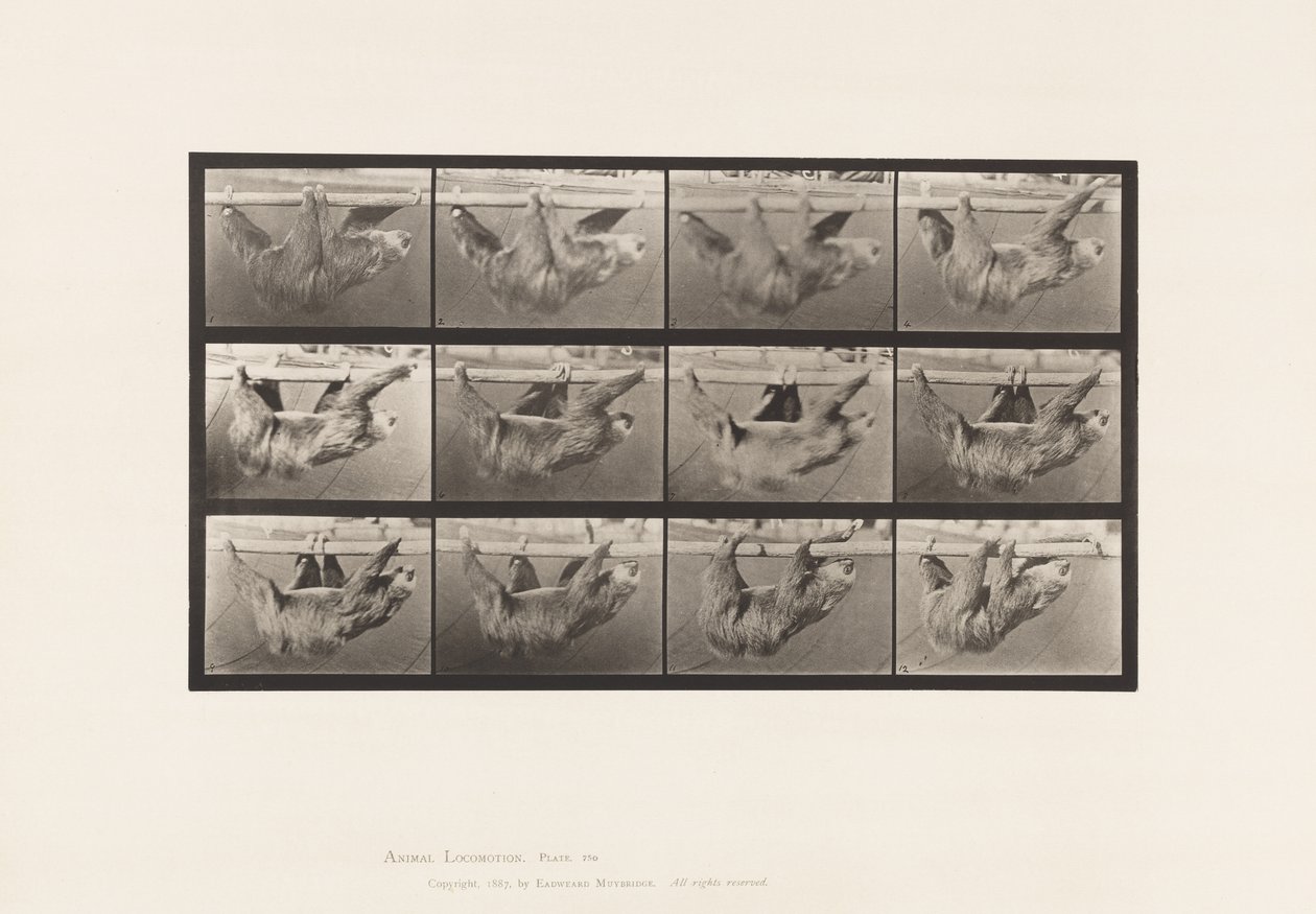 Placa 750. Perezoso; Caminando, Suspendido en un Poste Horizontal de Eadweard Muybridge