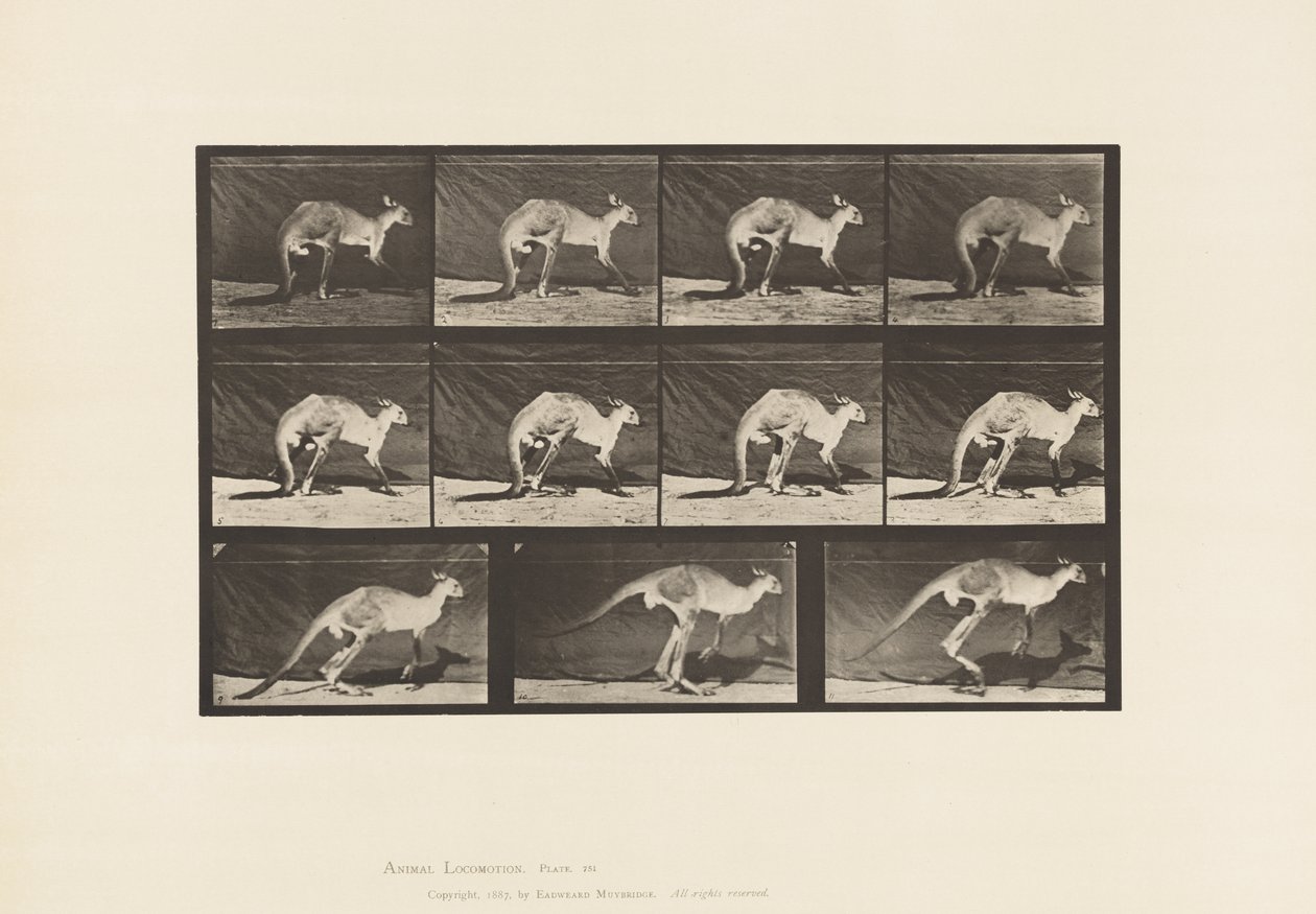 Placa 751. Canguro; Caminando en Cuatro Patas; Cambio a Saltar de Eadweard Muybridge