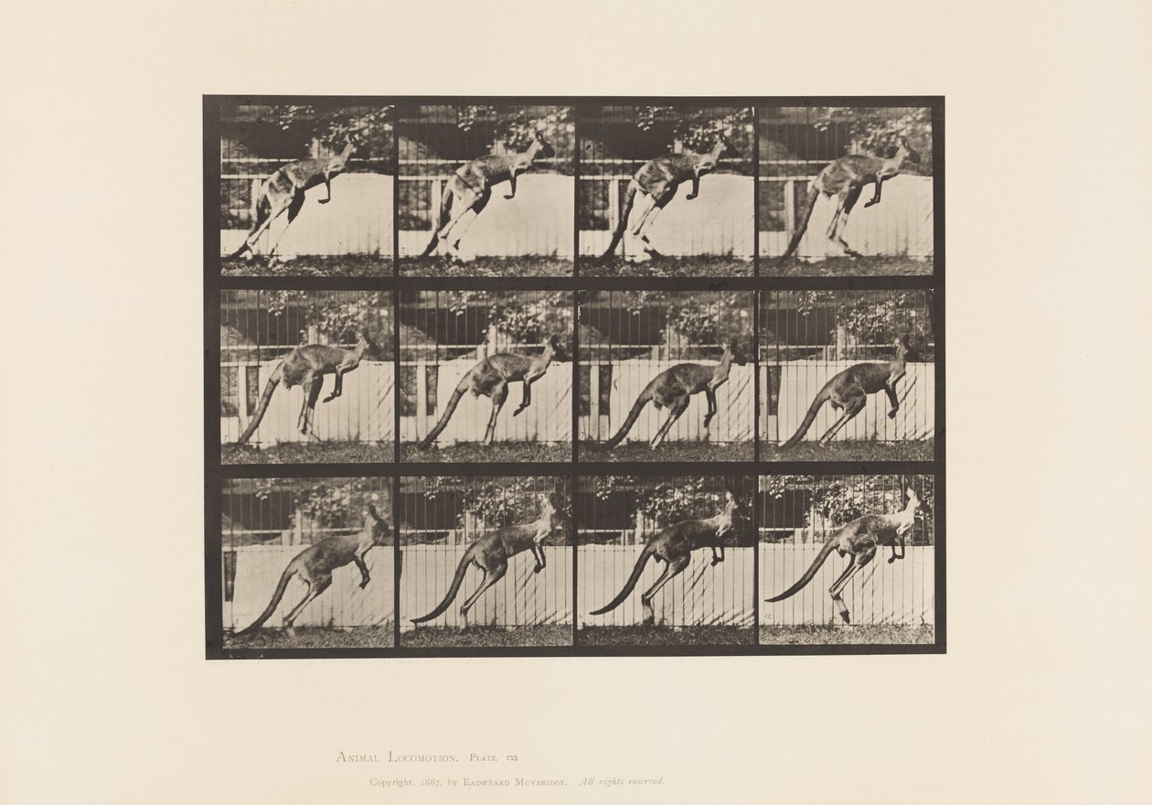 Placa 753. Canguro; Saltando de Eadweard Muybridge