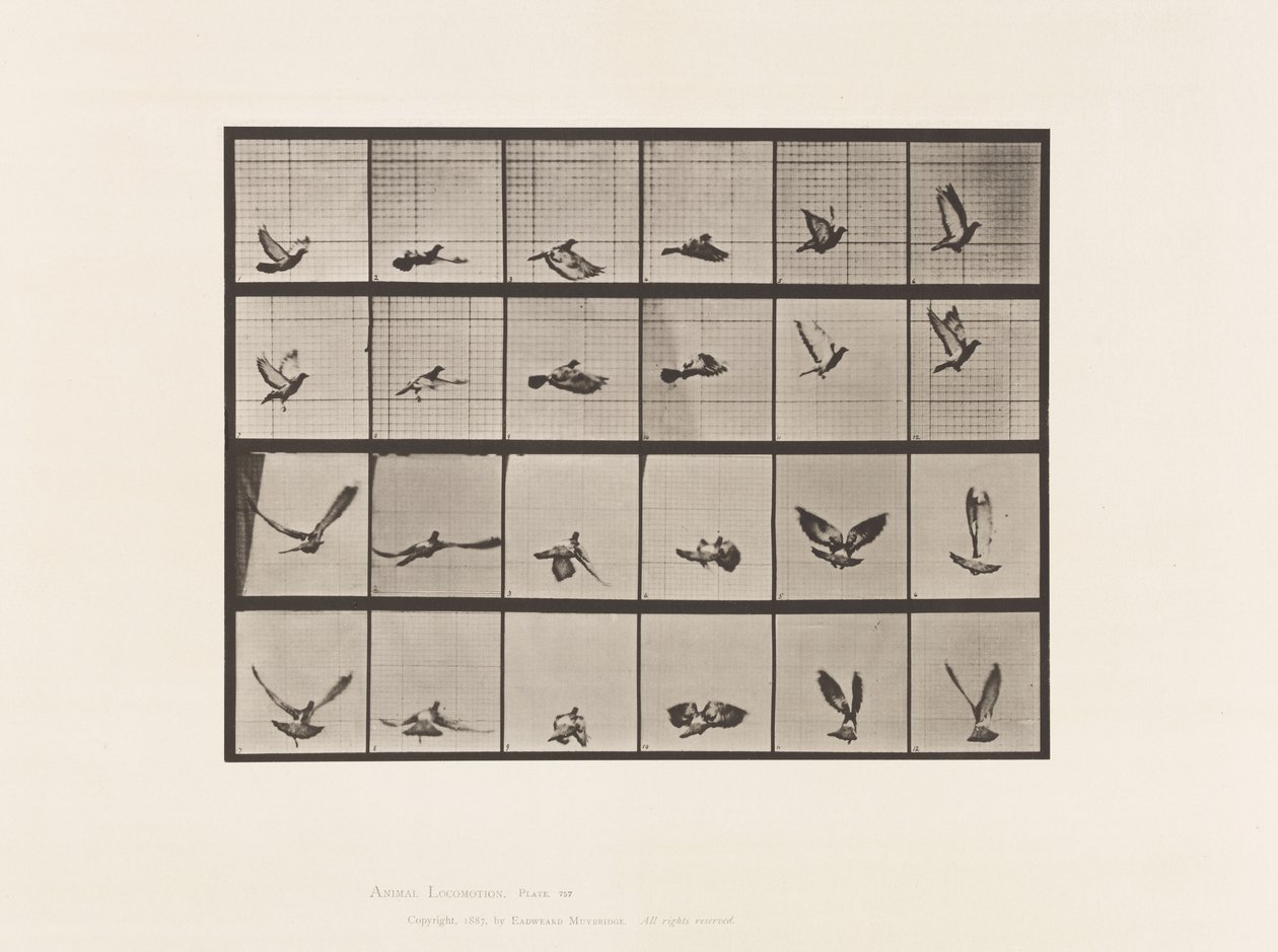 Placa 757. Paloma; Volando de Eadweard Muybridge
