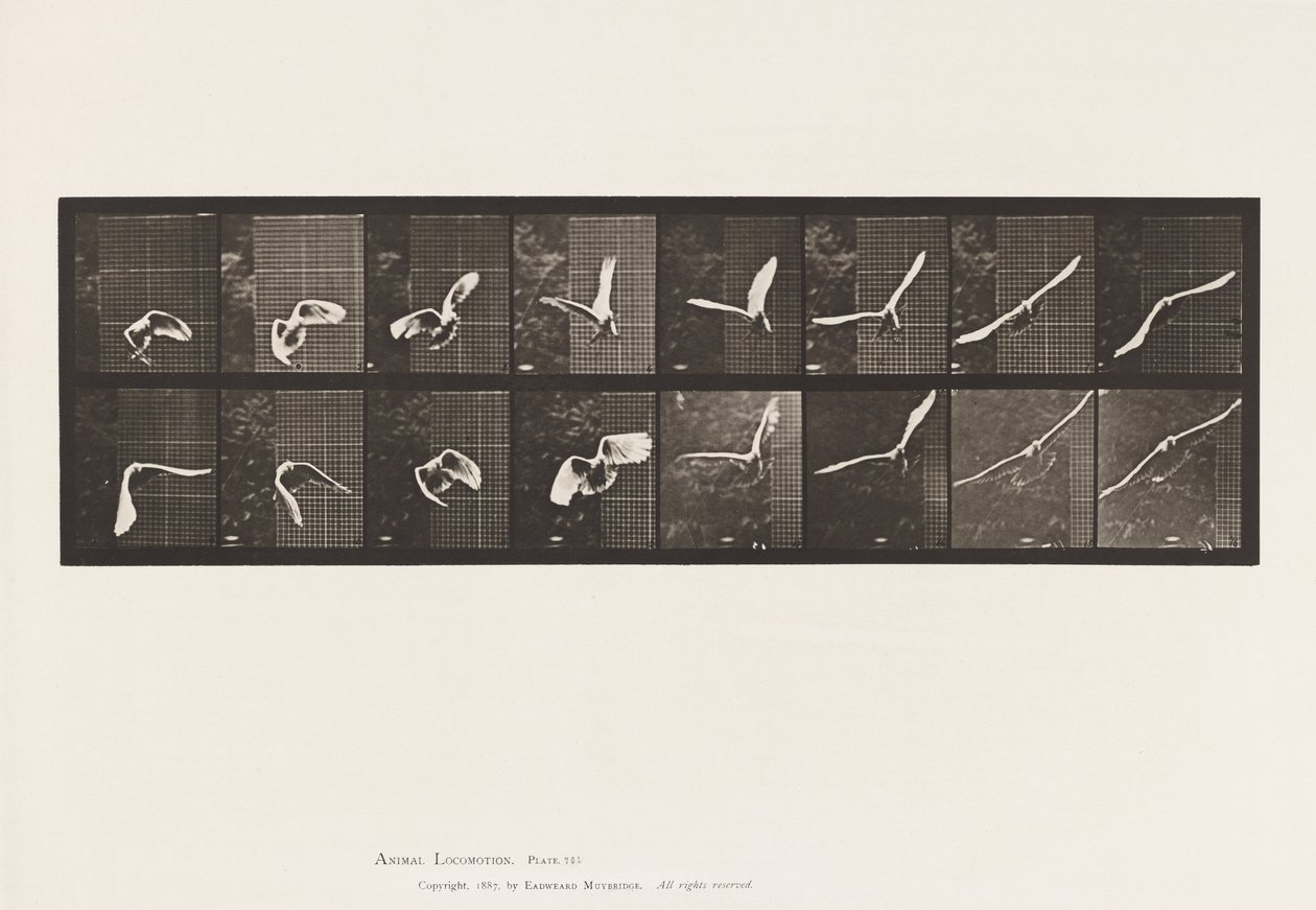 Placa 761. Cacatúa; Volando de Eadweard Muybridge