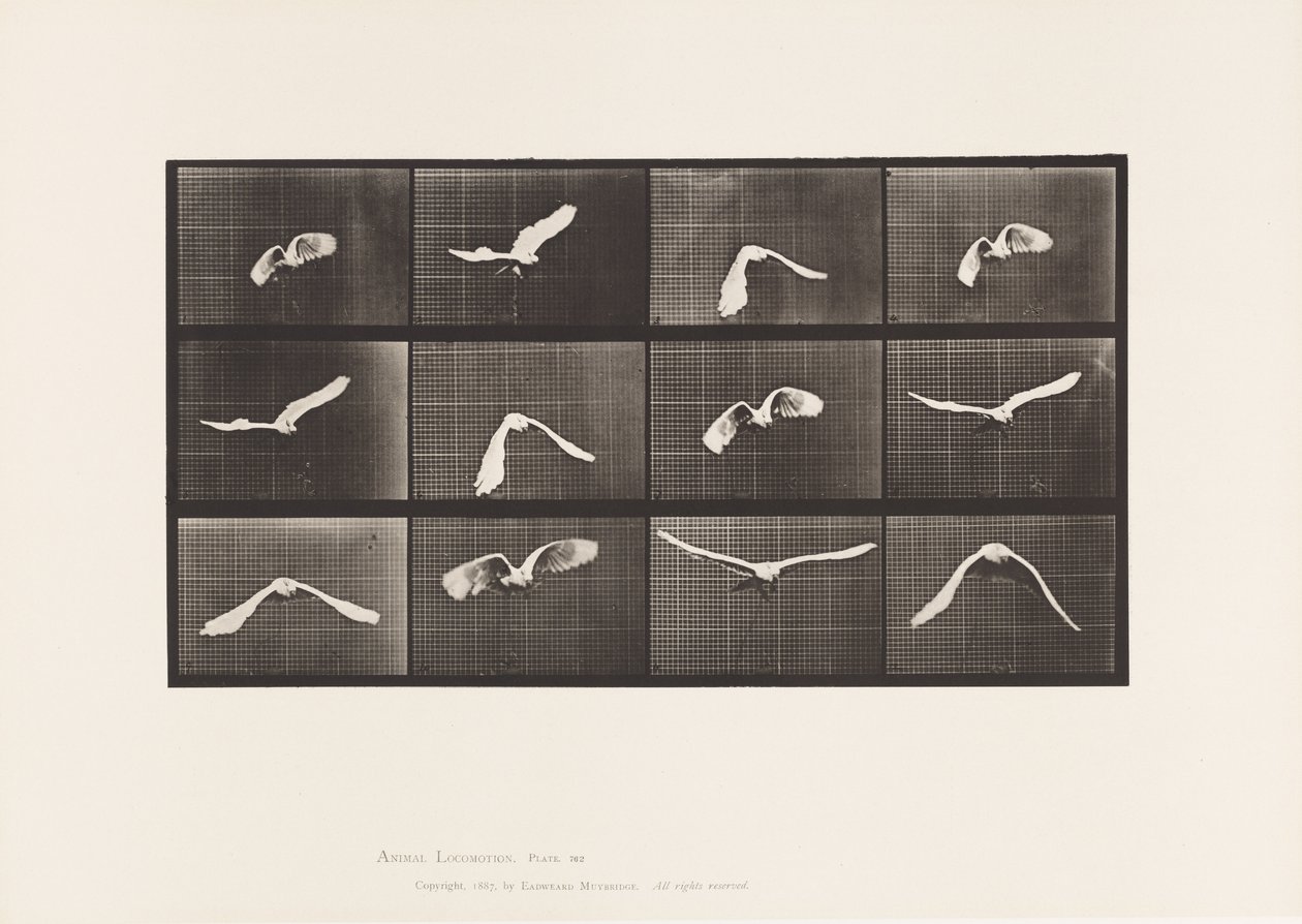 Placa 762. Cacatúa; Volando de Eadweard Muybridge