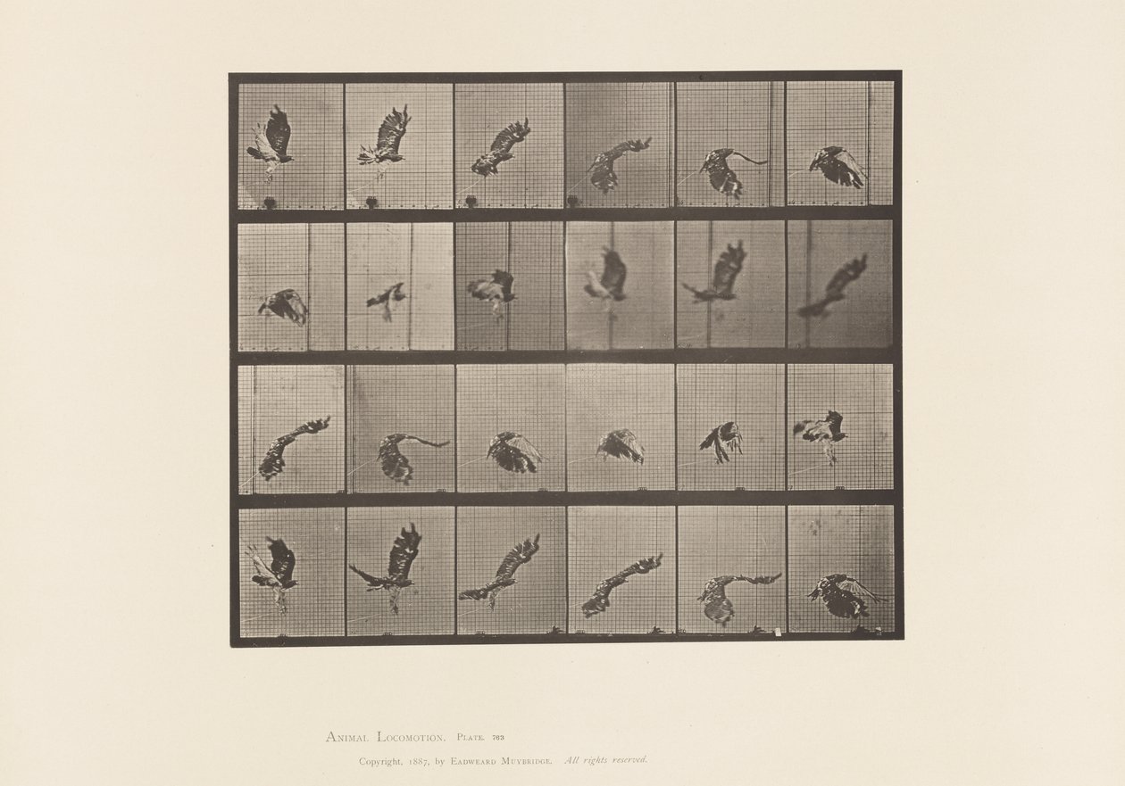 Placa 763. Halcón de cola roja; Volando de Eadweard Muybridge