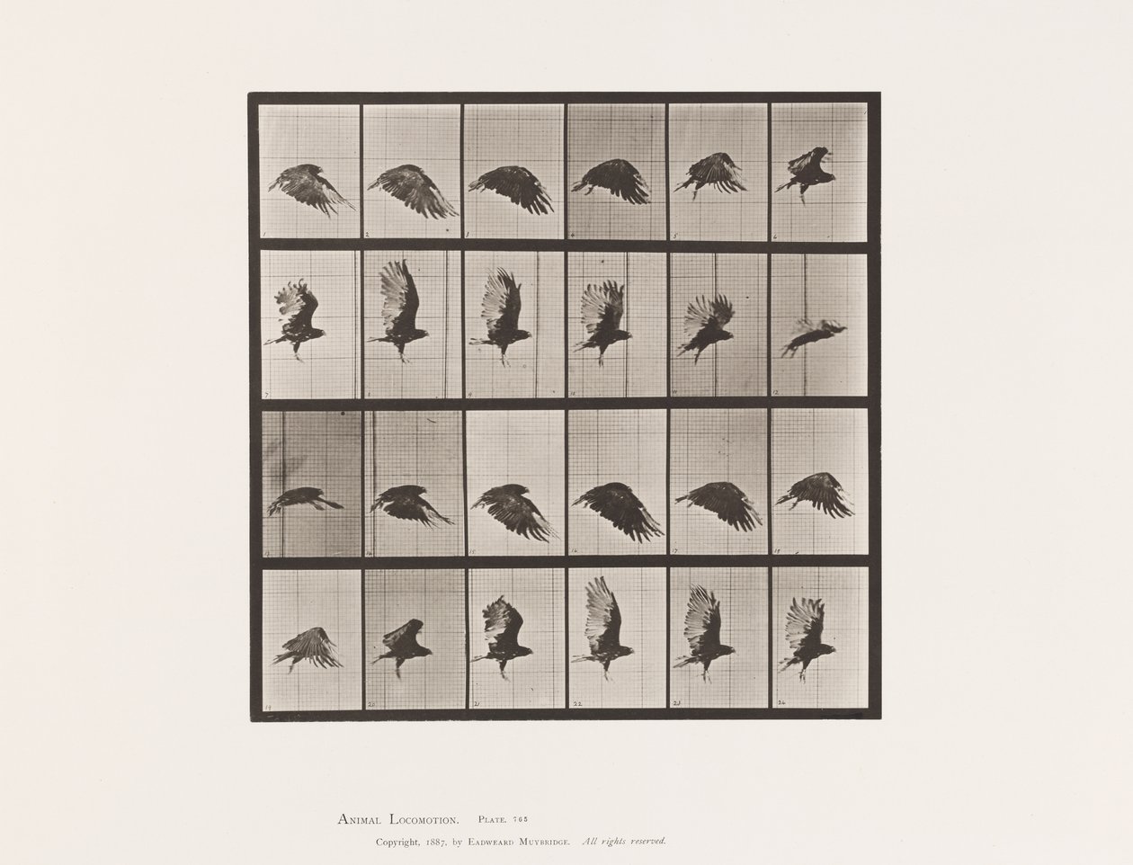 Placa 765. Buitre; Volando de Eadweard Muybridge