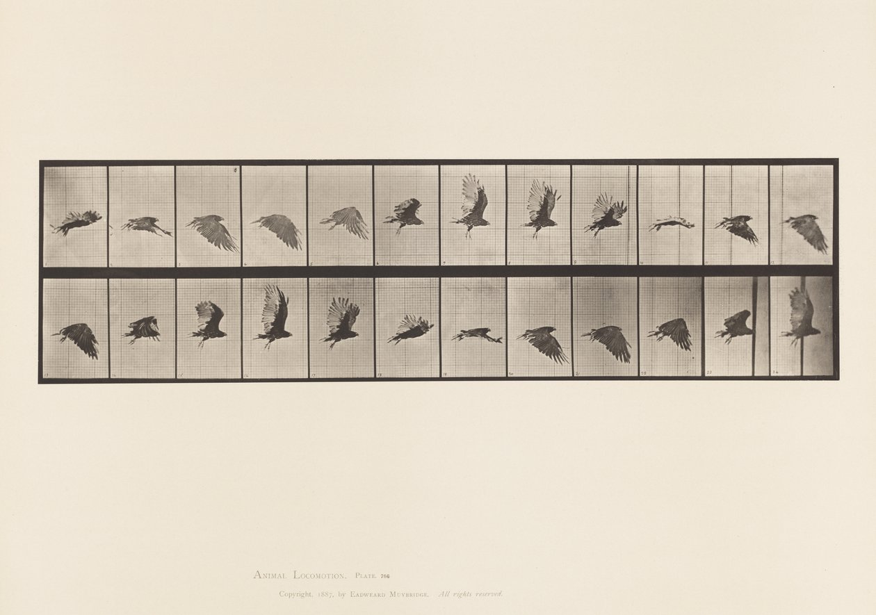 Placa 766. Buitre; Volando de Eadweard Muybridge