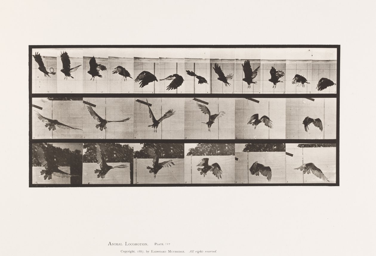 Placa 767. Buitre; Volando de Eadweard Muybridge