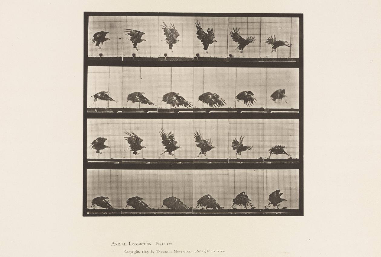 Placa 770. Águila Americana; Volando Cerca del Suelo de Eadweard Muybridge