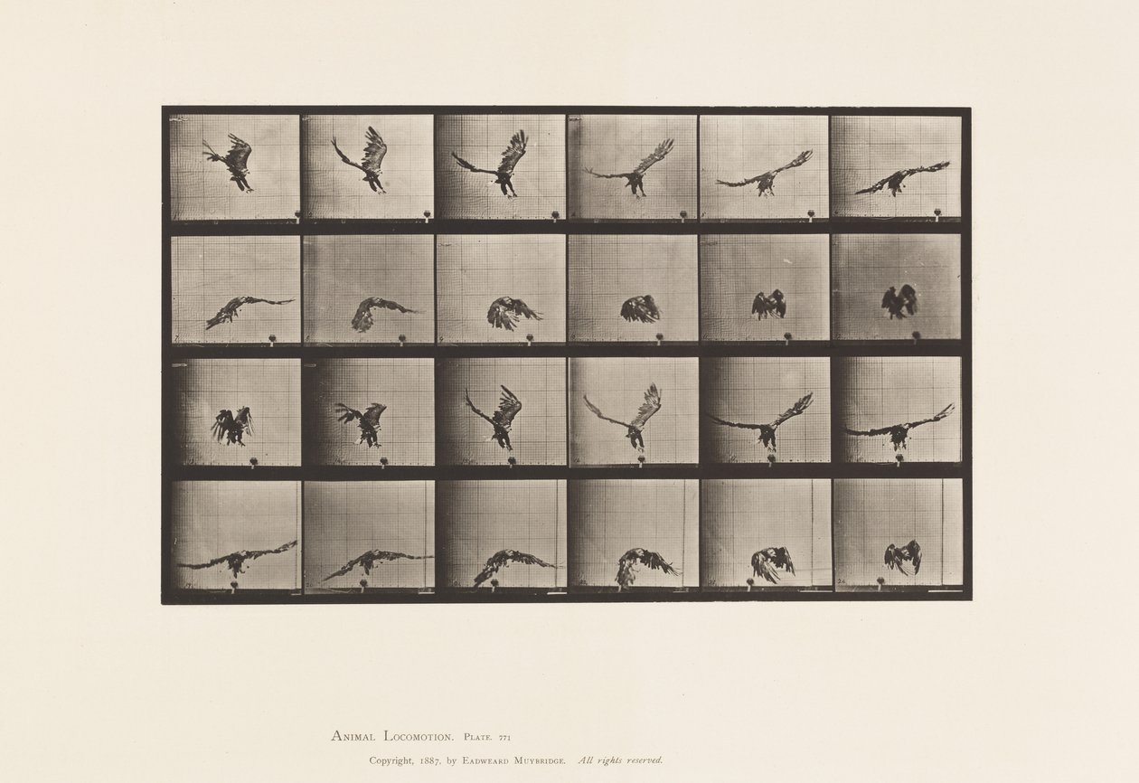 Placa 771. Águila Americana; Volando cerca del suelo de Eadweard Muybridge