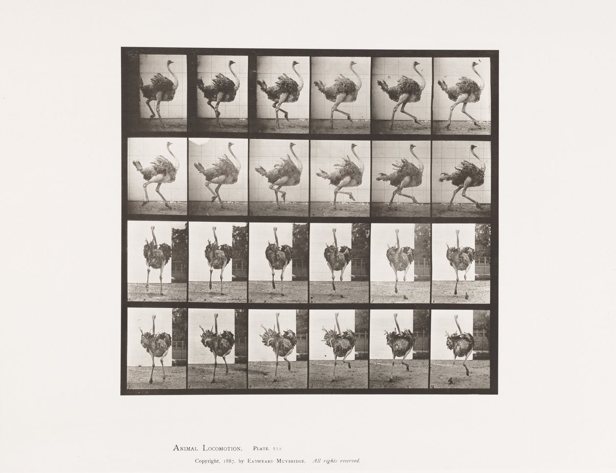 Placa 773. Avestruz; Corriendo de Eadweard Muybridge