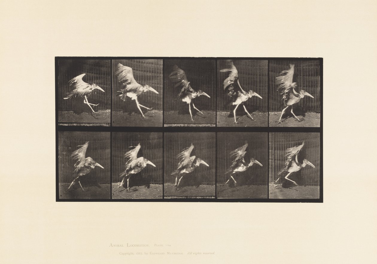 Placa 775. Adjutant; Carrera Voladora de Eadweard Muybridge