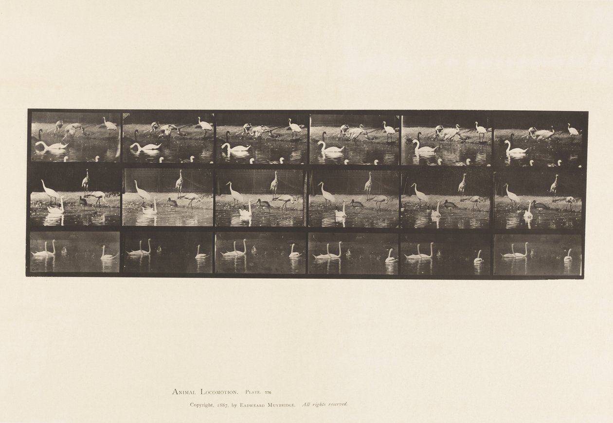 Placa 776. Cigüeñas; Cisnes, etc., A, B, C de Eadweard Muybridge