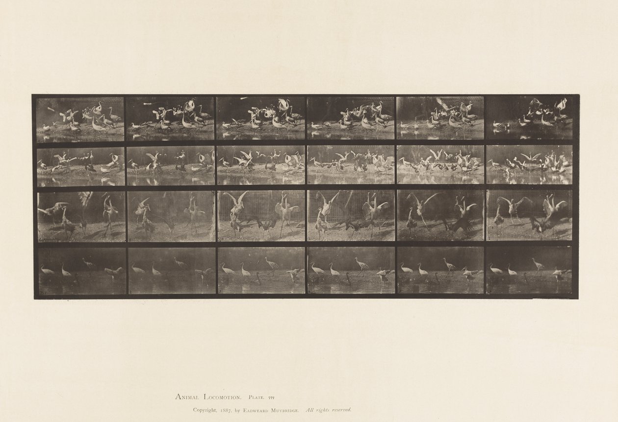 Placa 777. Cigüeñas; etc, A, B, C, D de Eadweard Muybridge