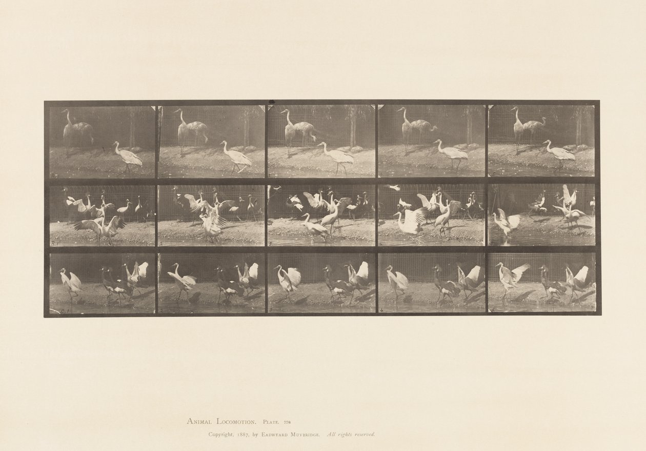 Placa 778. Cigüeñas; etc, A, B, C de Eadweard Muybridge