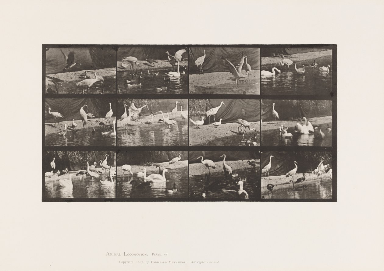 Placa 780. Cigüeñas; Cisnes, etc. de Eadweard Muybridge