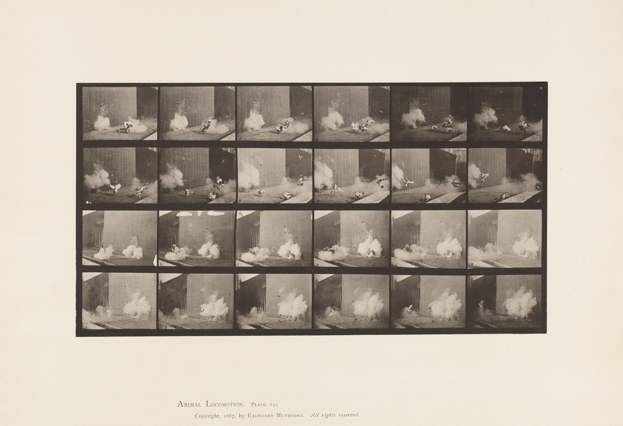 Placa 781. Pollos; Asustados por Torpedo de Eadweard Muybridge