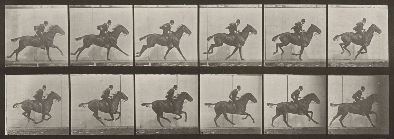Lámina número 624. «Daisy» galopando, ensillada de Eadweard Muybridge