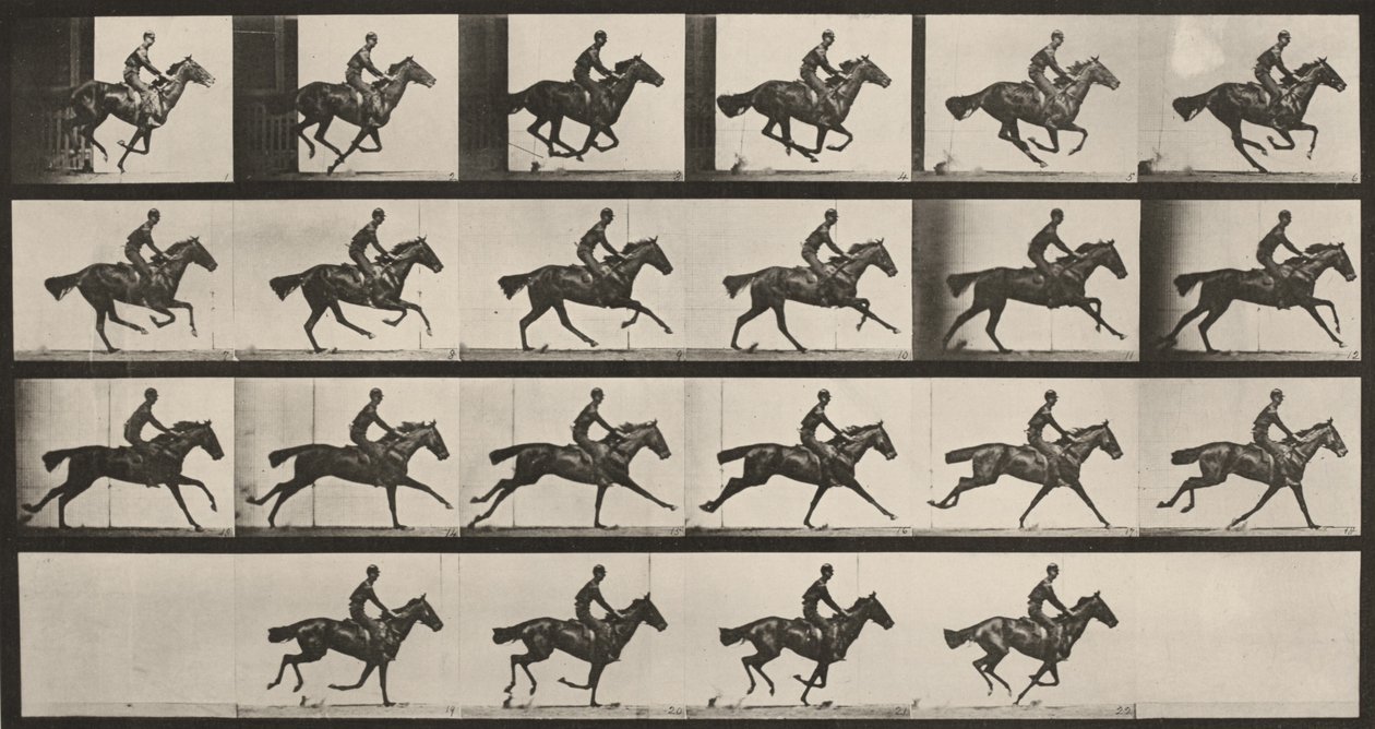 Lámina número 625. «Bouquet» al galope de Eadweard Muybridge