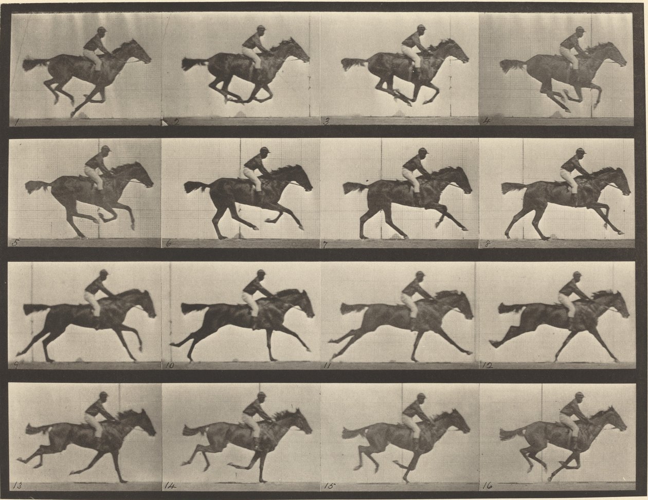 Placa número 626. Galope, yegua baya pura sangre, Annie G. de Eadweard Muybridge