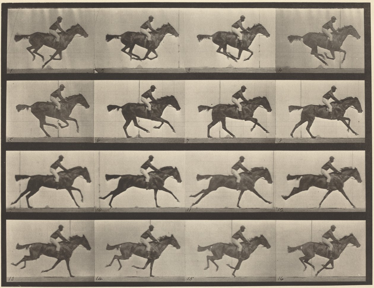 Lámina número 626. Galope, yegua baya de pura sangre, Annie G. de Eadweard Muybridge