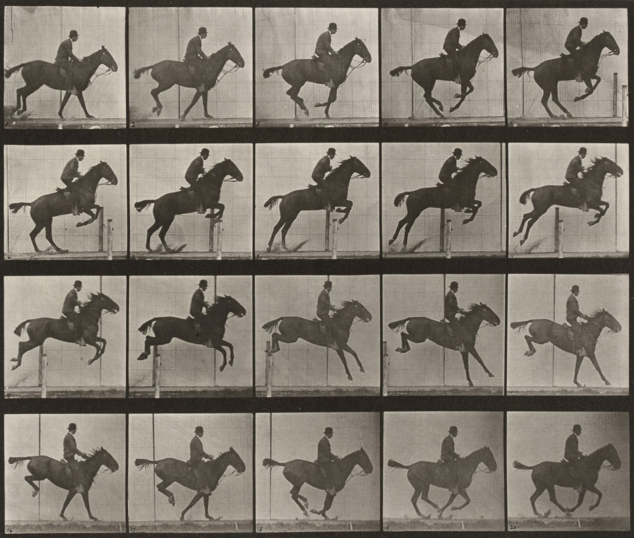 Lámina número 639. «Daisy» saltando una valla, ensillada de Eadweard Muybridge
