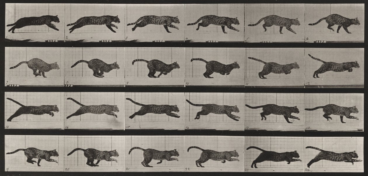 Lámina número 720. Gato; al galope de Eadweard Muybridge