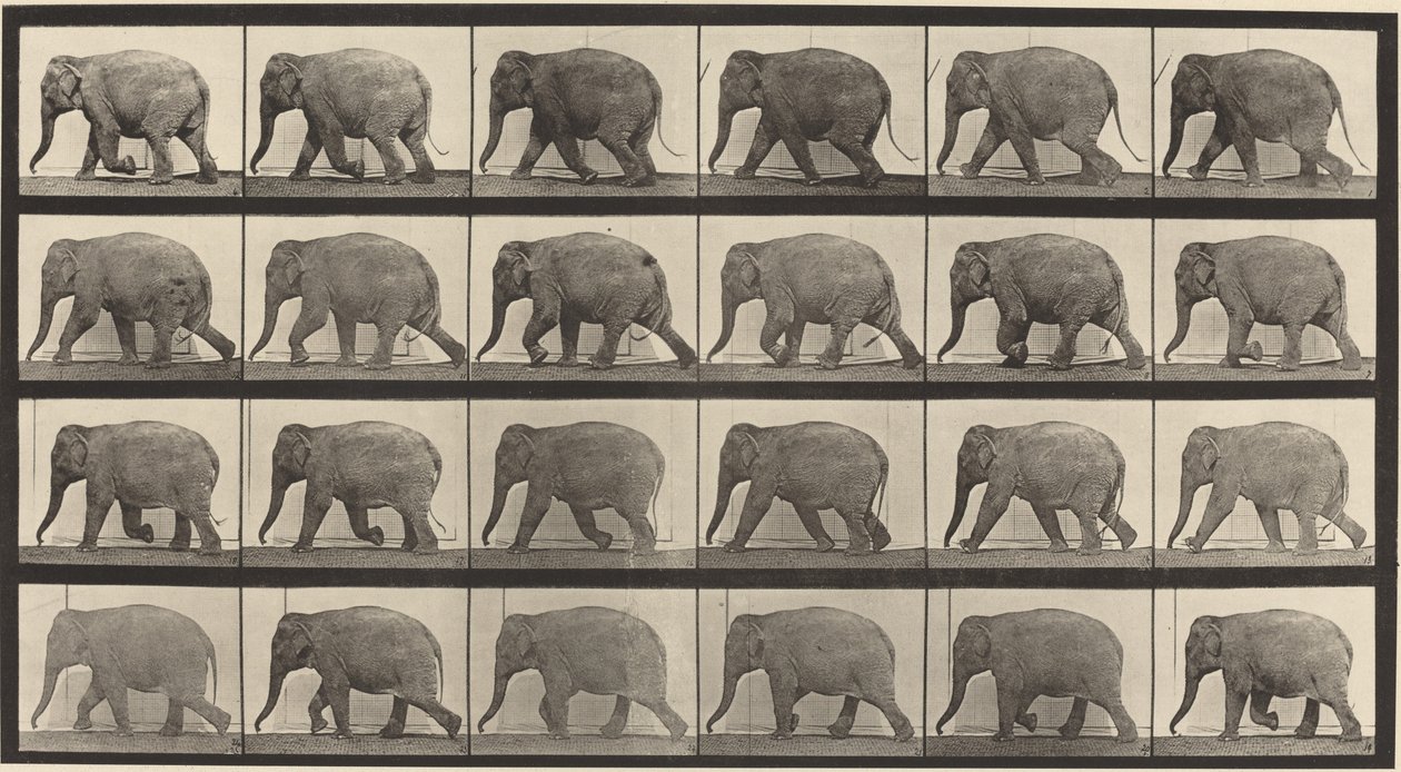 Placa Número 733. Elefante Caminando de Eadweard Muybridge