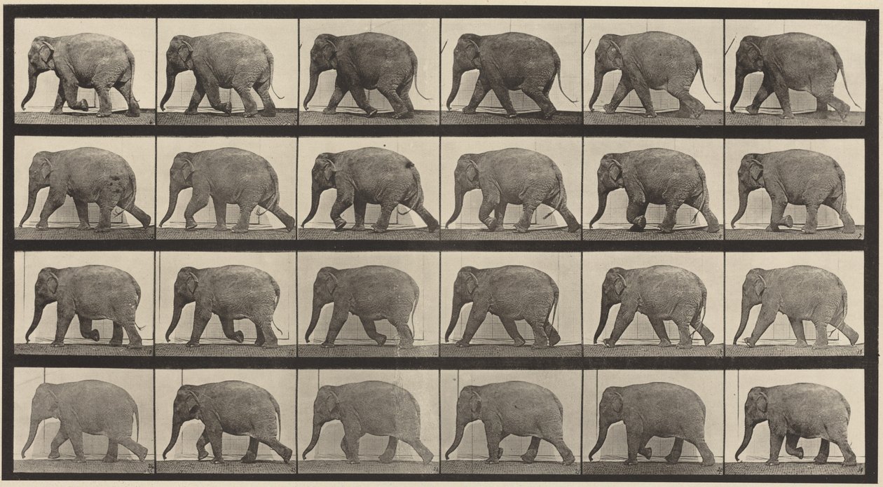 Lámina número 733. Elefante caminando de Eadweard Muybridge