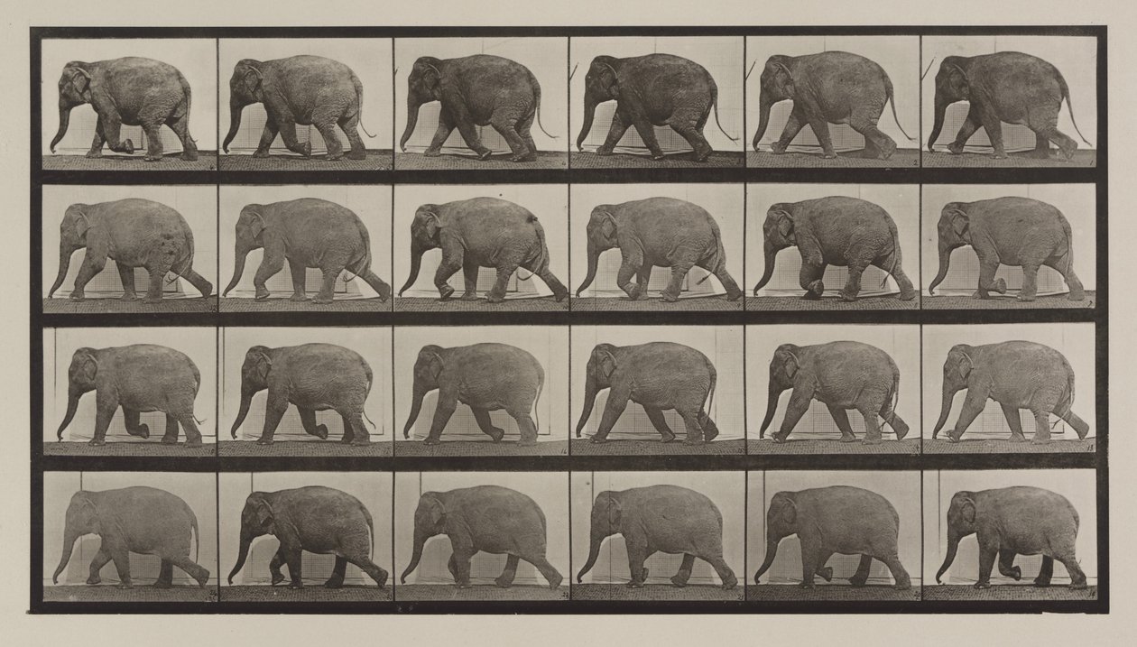 Placa número 733. Elefante caminando de Eadweard Muybridge