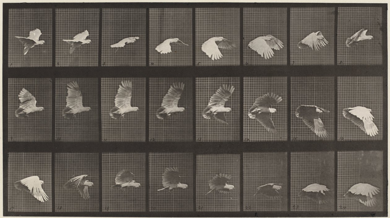 Placa número 758. Cacatúa volando,1887 (foto) de Eadweard Muybridge